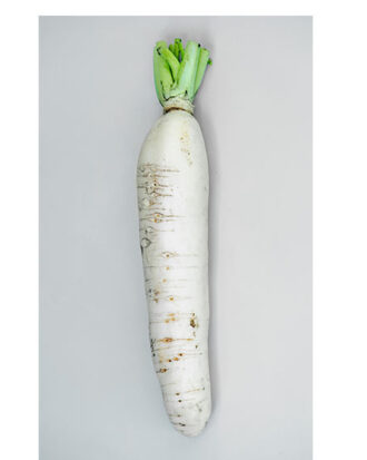 Kinaradise daikon japansk ræddike (Raphanus sativus)