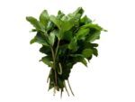 Mynte 50 g. (Mentha crispa L.)